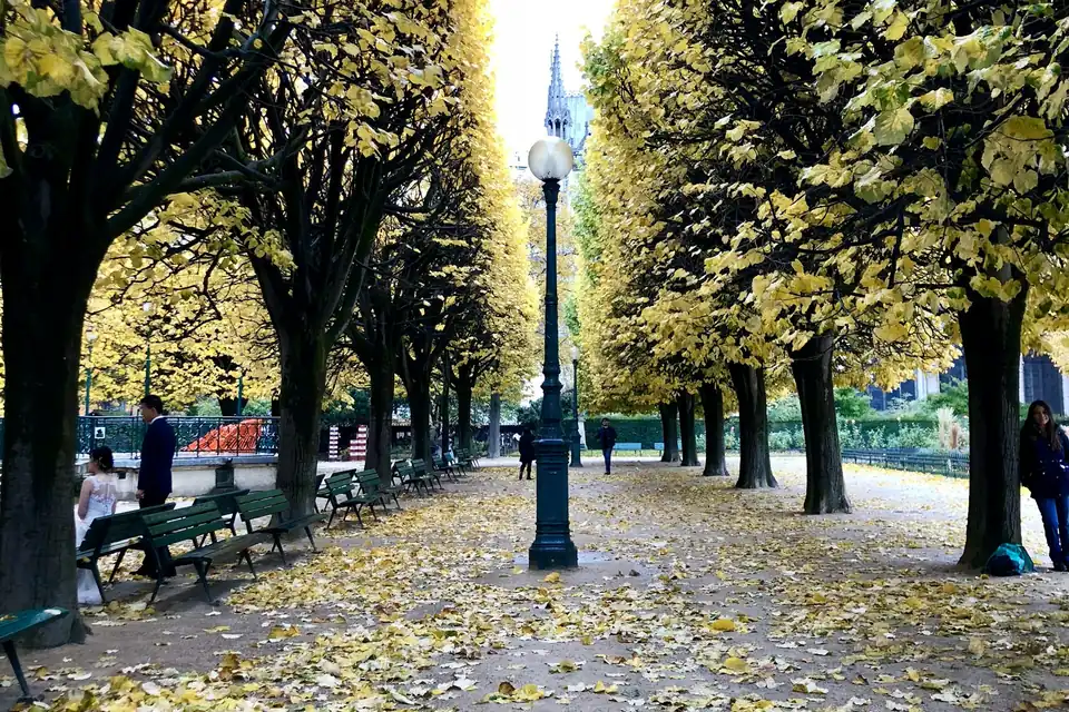 Tree-lined promenade with fallen autumn leaves and a lamp post, Luxembourg City